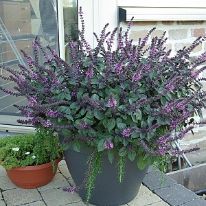 Foto van de desbetreffende plant